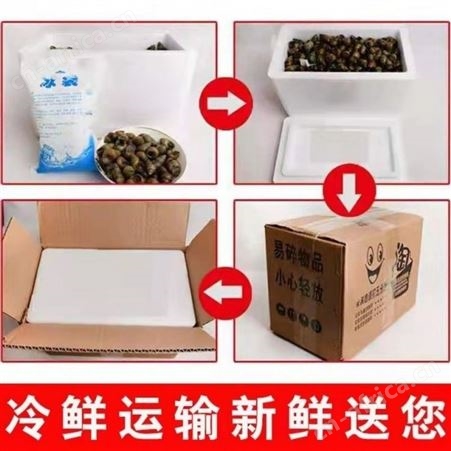 田螺微山湖精选活体清水螺蛳石螺淡水新鲜现捕发蜗牛包活直销品质好