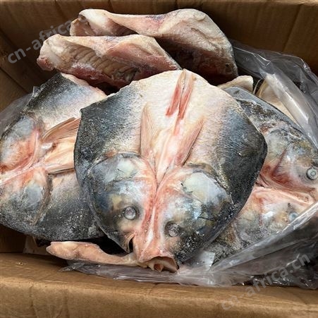 白鲢鱼头剁椒鱼头酱椒大头鱼头新鲜鱼冷冻水产半成品商用