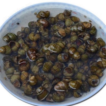 香辣炒田螺即食螺丝肉海鲜零食唆螺泥螺鲜活熟食麻辣田螺螺蛳1斤中辣