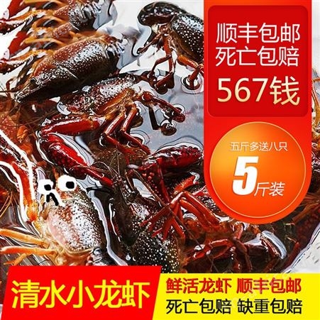 5斤567钱潜江小龙虾鲜活水产洪湖清水稻田虾青红壳活虾顺丰