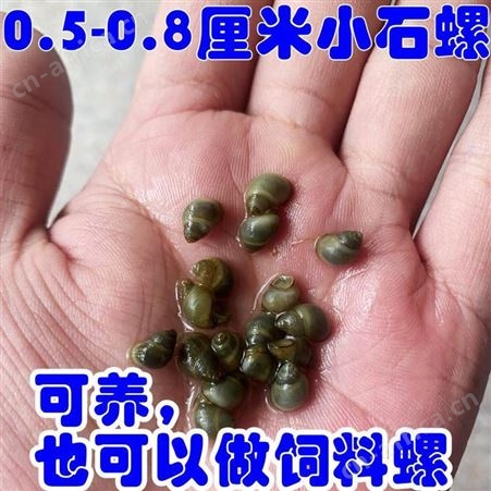 淡水石螺活体田螺鱼缸清洁水蜗牛淡水冷水原生水族宠物除藻观赏螺
