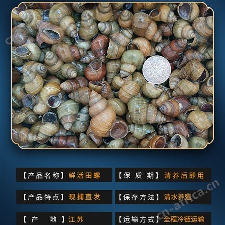 田螺鲜活螺蛳新鲜活体包活干净泥螺活的石螺螺蛳粉螺丝肉1件4斤