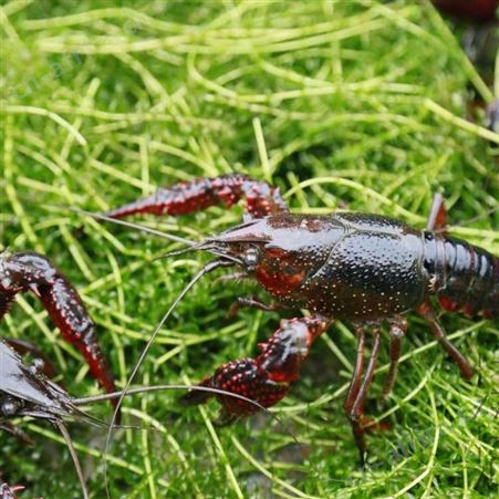 【工厂直批】洪湖湿地清水小龙虾700g*10盒加热即食