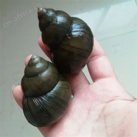【星品膳】精选新鲜大活体无沙包活骡狮超大特大淡水螺蛳无污染的