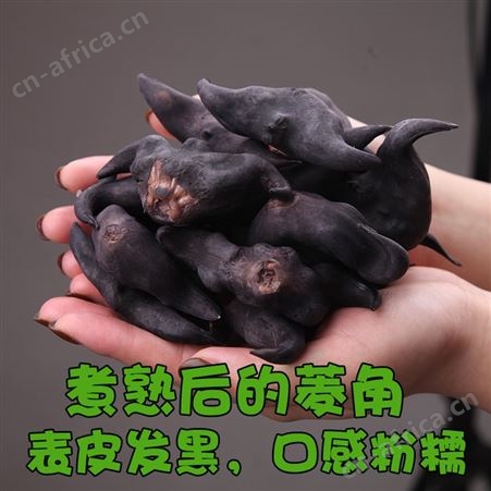 洪湖菱角新鲜老菱角粉糯莲角黑棱角农家特产凌角蔬菜5斤包邮