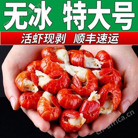 【特大号无冰】小龙虾尾小龙虾5鲜活整箱1斤10斤商用冷冻虾尾
