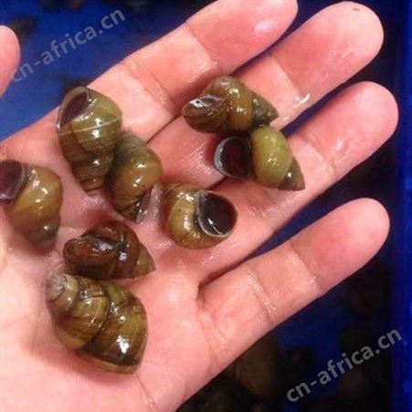 淡水石螺活体田螺鱼缸清洁水蜗牛淡水冷水原生水族宠物除藻观赏螺