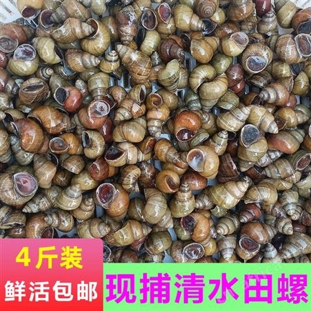 田螺鲜活螺蛳新鲜活体包活干净泥螺活的石螺螺蛳粉螺丝肉1件4斤
